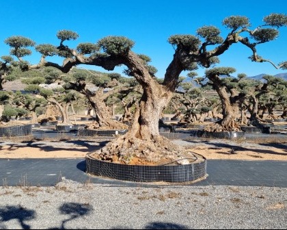 Olea europaea plato specimen